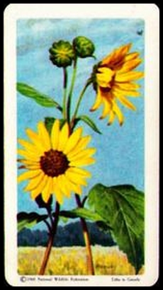 48 Common Sunflower